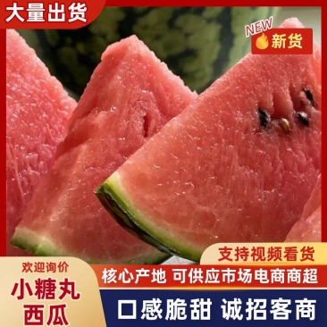 山东全美2K西瓜小糖丸西瓜手掰小吊瓜牛奶小西瓜