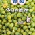 广东电白千禧圣女果青甜二号青口蜜小番茄基地直供