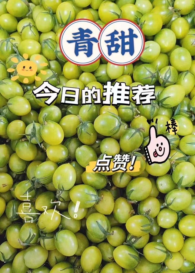 广东电白千禧圣女果青甜二号青口蜜小番茄基地直供