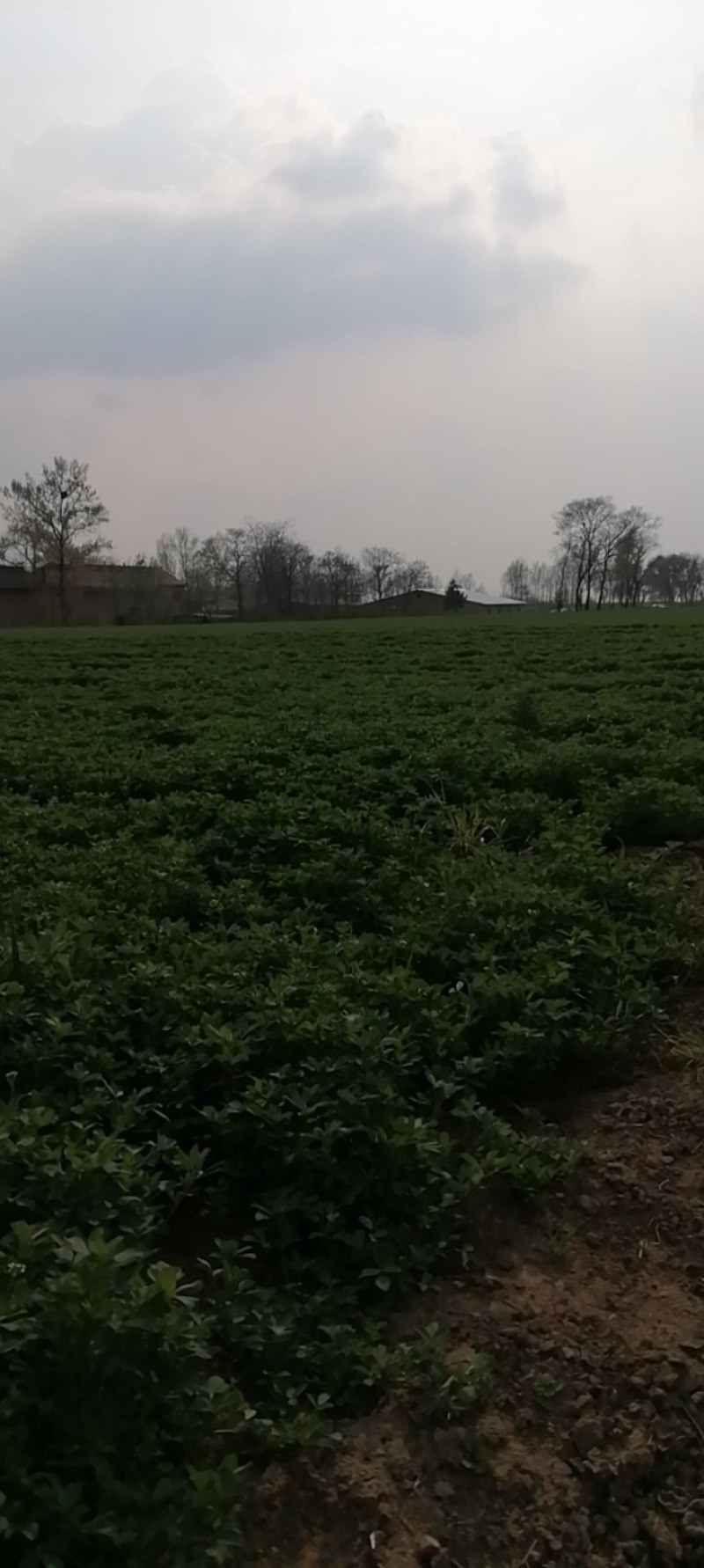 鲜苜蓿