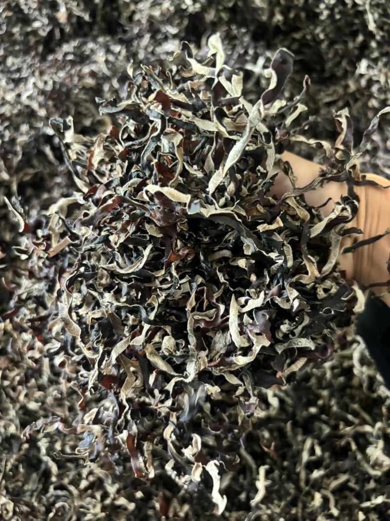 【热卖】2026二茬木耳丝，电商木耳丝毛木耳丝批发