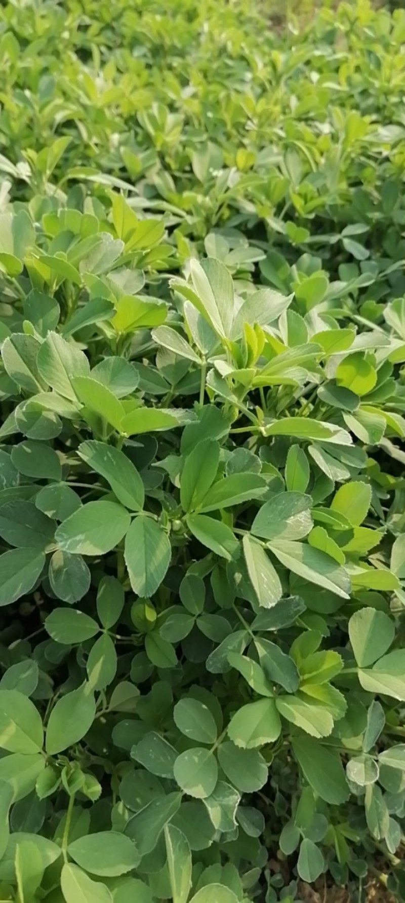 紫花苜蓿，鲜食