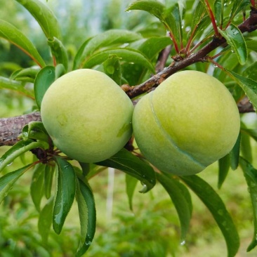 贵州六马蜂糖李