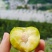 贵州六马蜂糖李