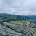 贵州六马蜂糖李