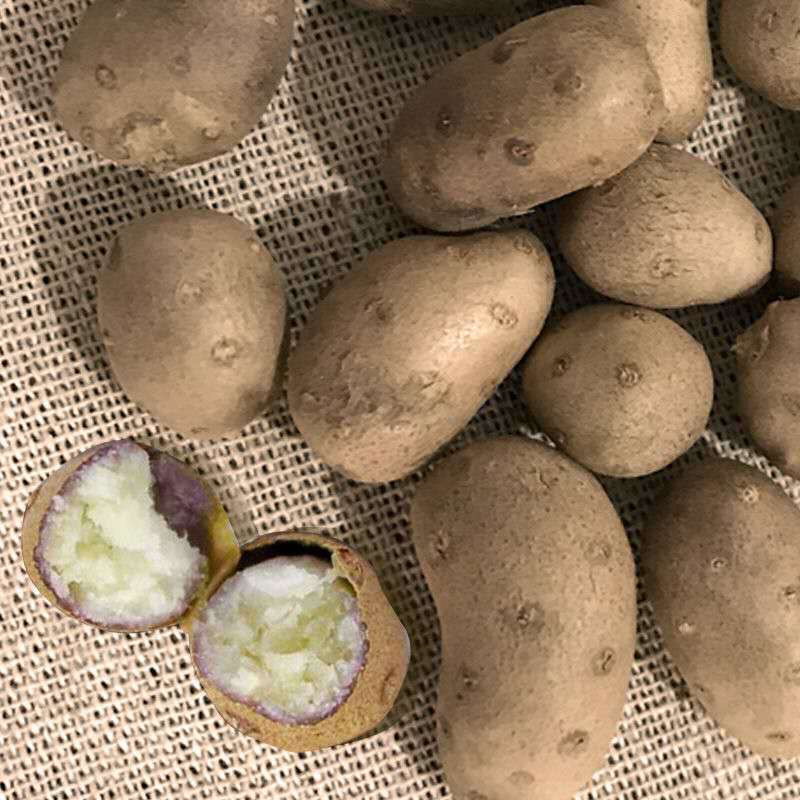 山药豆白山药豆山药蛋量大价优欢迎咨询