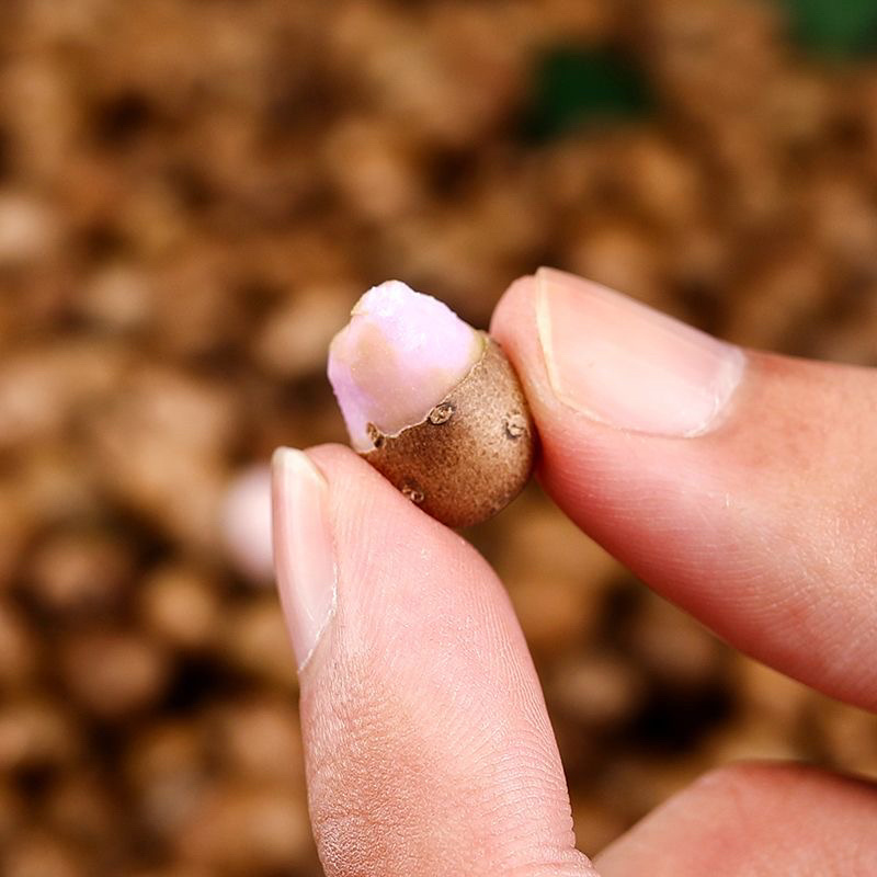 山药豆白山药豆山药蛋量大价优欢迎咨询