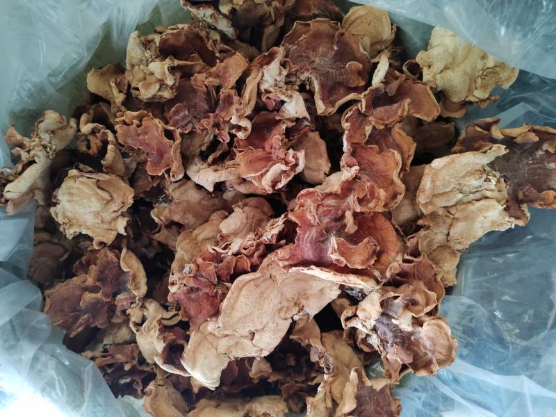【推荐】2026年榆耳菌、灵芝菇、竹灵芝产地直销一手货源