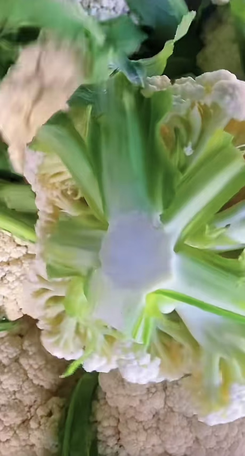 本地精品花菜大量上市紧实白嫩无黑心基地直供小米花