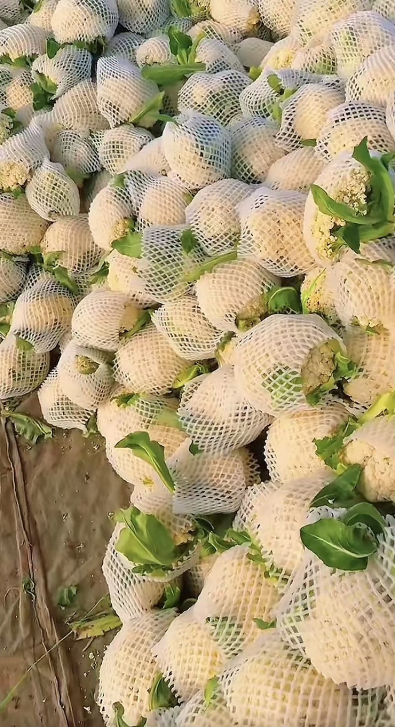 本地精品花菜大量上市紧实白嫩无黑心基地直供小米花