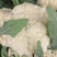 本地精品花菜大量上市紧实白嫩无黑心基地直供小米花