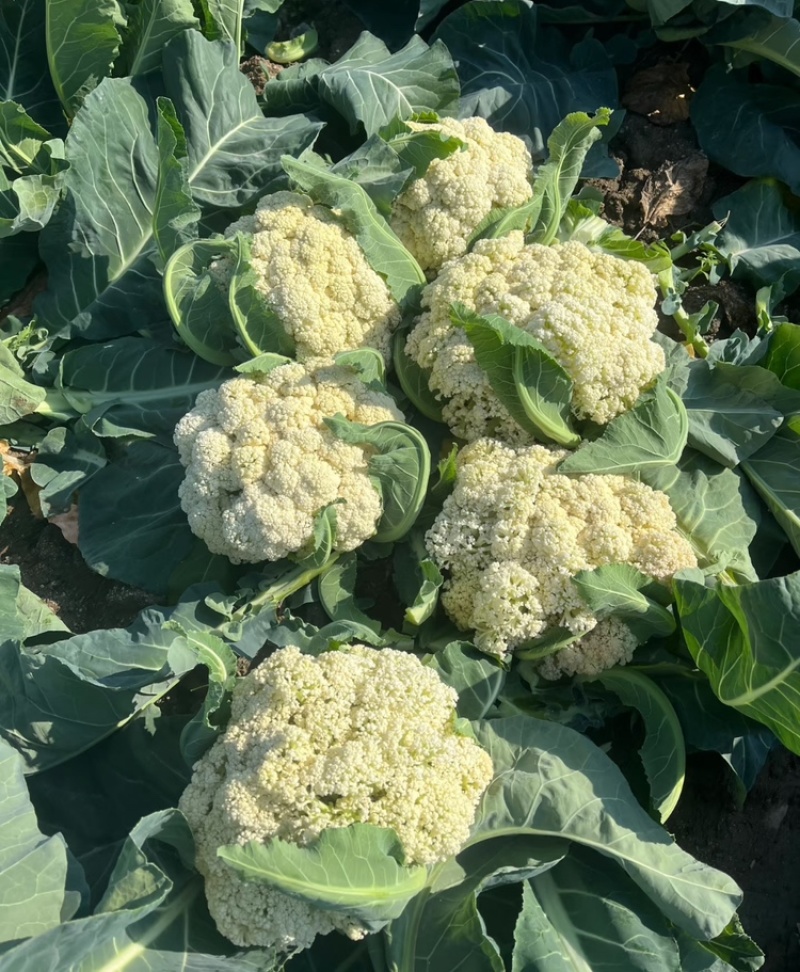 本地精品花菜大量上市紧实白嫩无黑心基地直供小米花