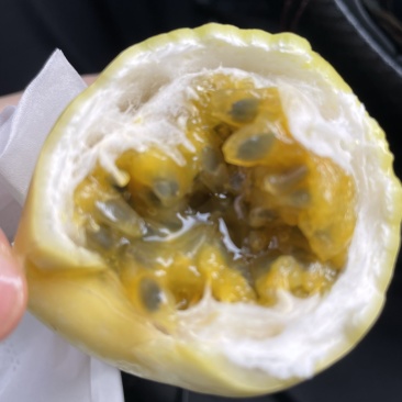 钦蜜9号黄金百香果（海口基地）