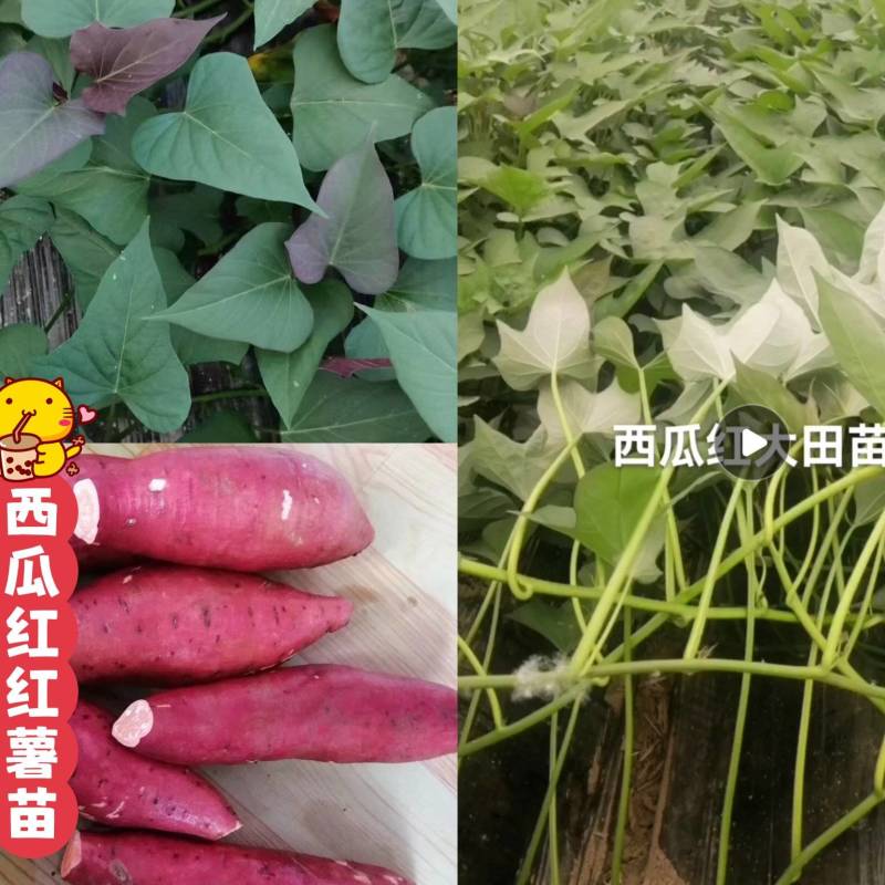 出售脱毒红薯苗：西瓜红！高产.瓜型好，口感纯正.易储存！