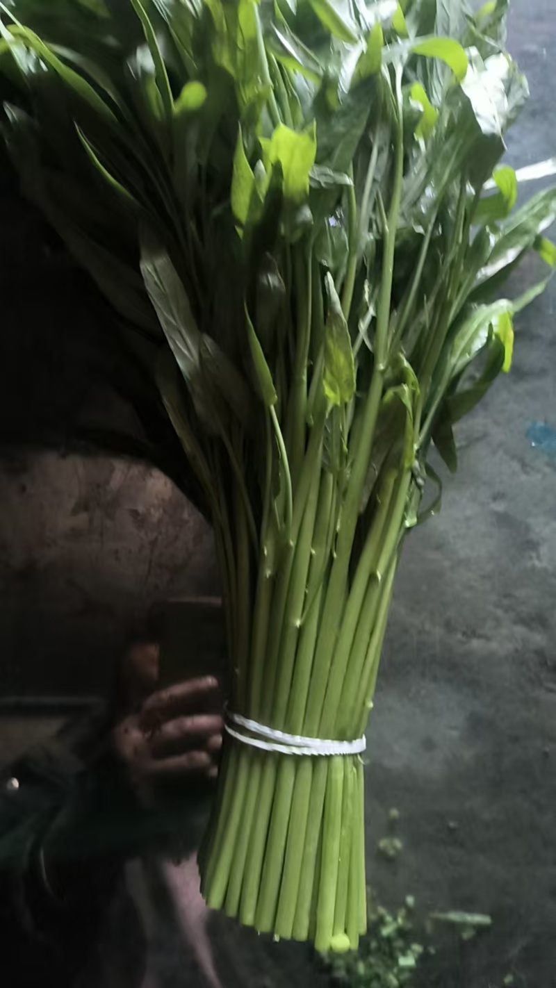空心菜大量有货，江苏产地直发，货源充足，全年供货