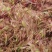 鲜香红香椿芽