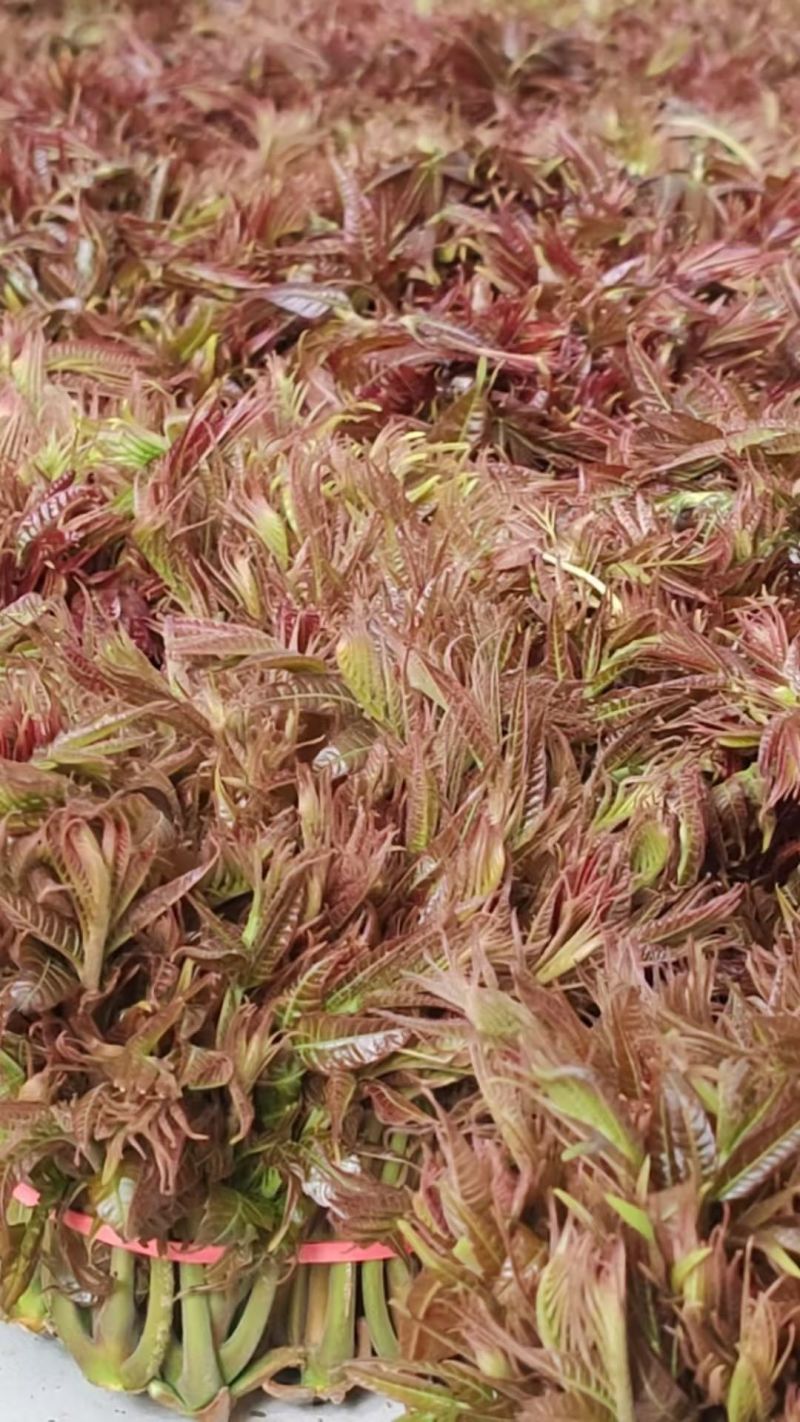 鲜香红香椿芽