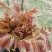 鲜香红香椿芽