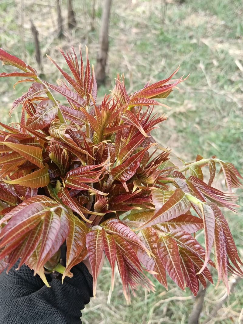 鲜香红香椿芽
