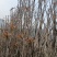 鲜香红香椿芽