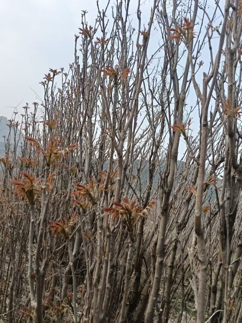 鲜香红香椿芽