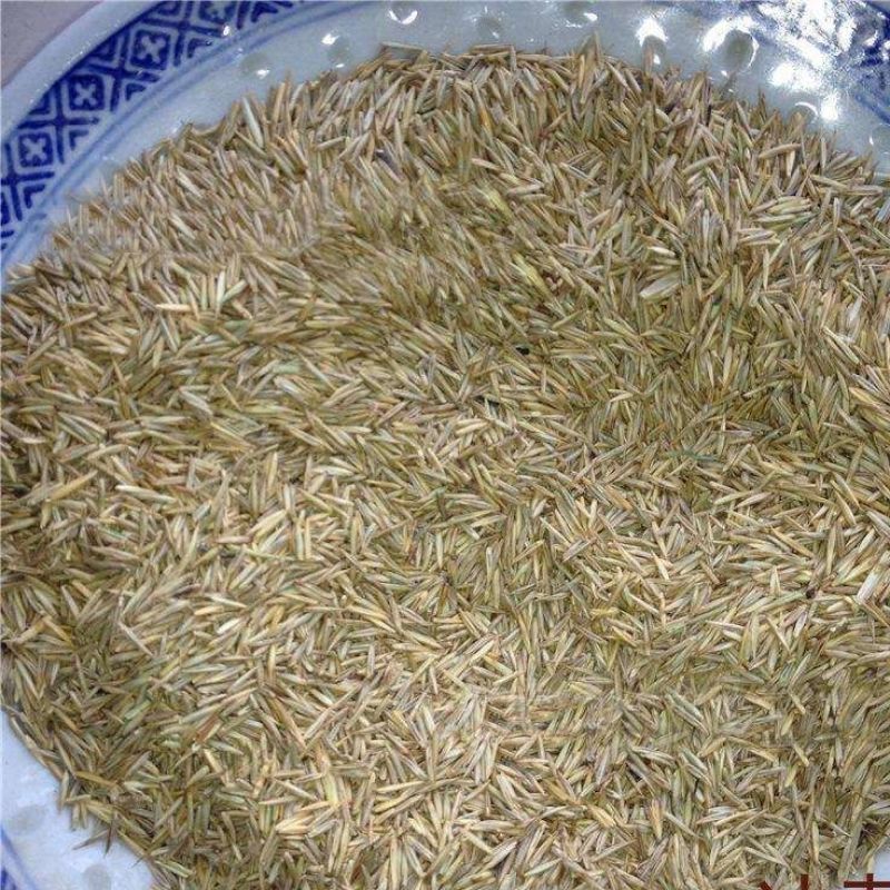 冰草籽种子野麦子扁穗冰草羽状小麦草籽种子牧草种子