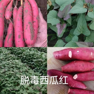 出售脱毒：西瓜红红薯苗！高产纯正，基地直发！