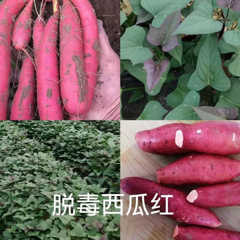 出售脱毒：西瓜红红薯苗！高产纯正，基地直发！