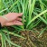 河南平顶山汝州大叶韭菜支持各大商超供货视频看货大量有货