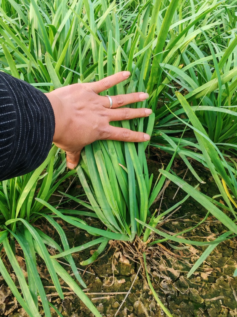 河南平顶山汝州大叶韭菜支持各大商超供货视频看货大量有货