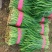 河南平顶山汝州大叶韭菜支持各大商超供货视频看货大量有货