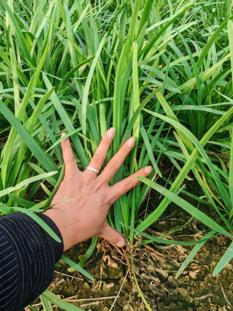 河南平顶山汝州大叶韭菜支持各大商超供货视频看货大量有货