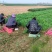 河南平顶山汝州大叶韭菜支持各大商超供货视频看货大量有货