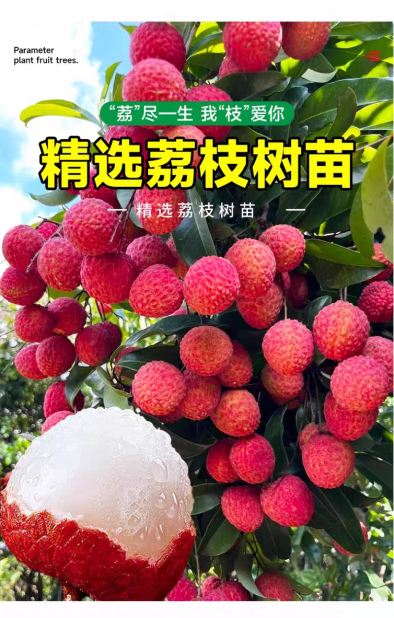 荔枝苗50~80cm