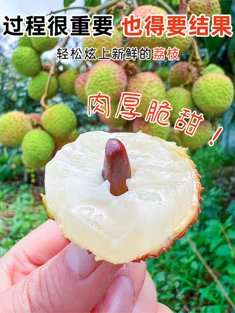 荔枝苗50~80cm