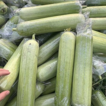 白玉丝瓜。精品，价格可谈
