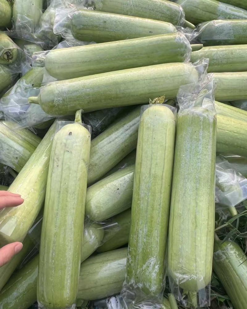 白玉丝瓜。精品，价格可谈