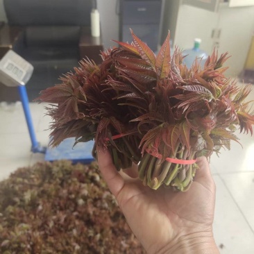 鲜香红香椿芽