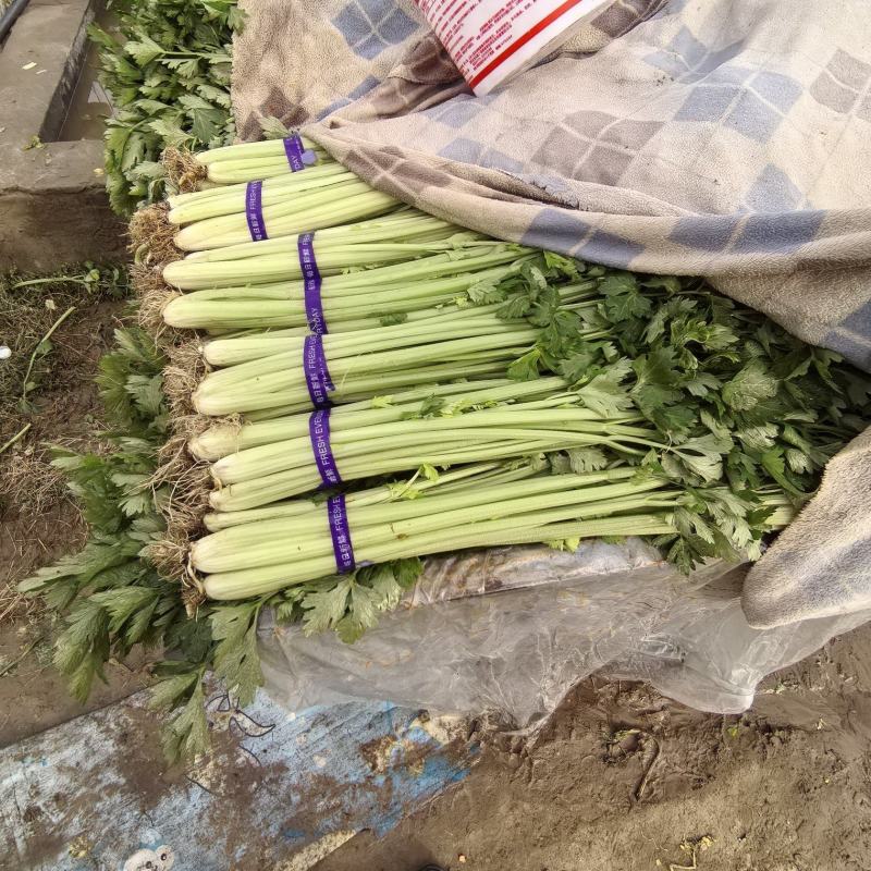 精品玻璃翠芹菜50，精品细长。带根水洗。