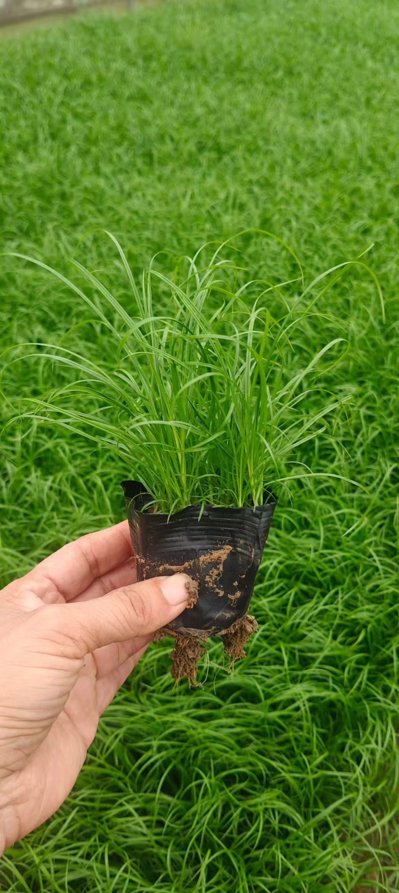 青绿苔草