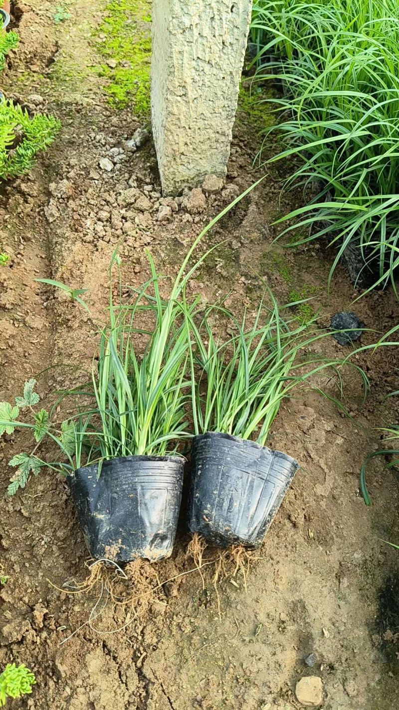 青绿苔草