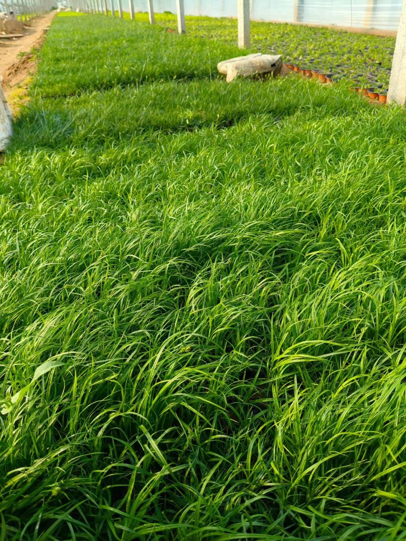 青绿苔草