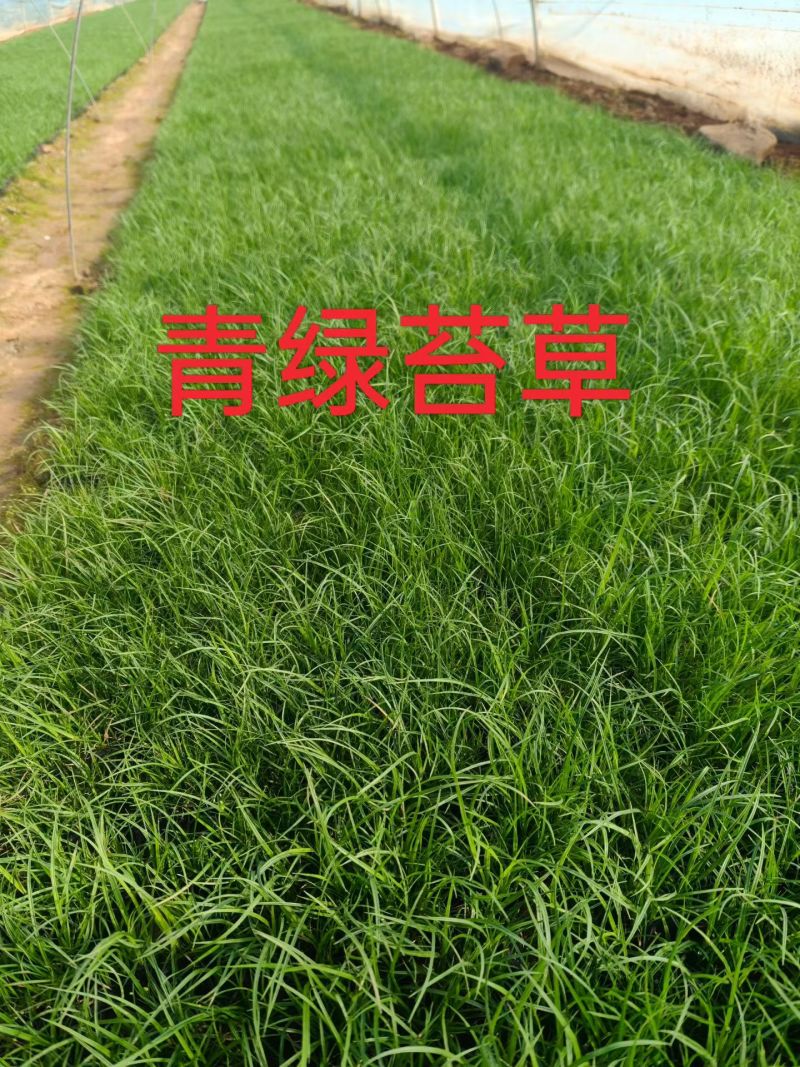 青绿苔草