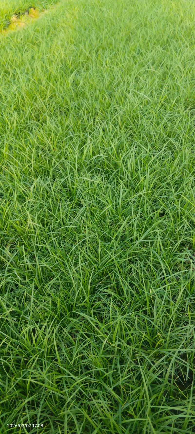 青绿苔草