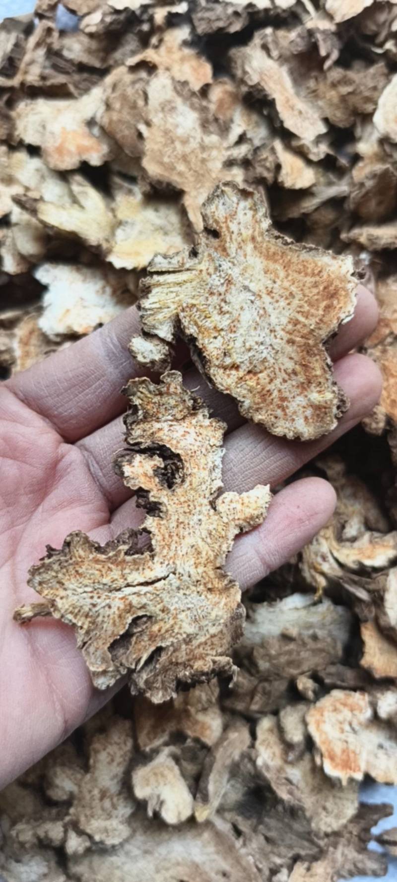 苍术内蒙苍术选片1.5野生苍术地道药材紫轩堂药业