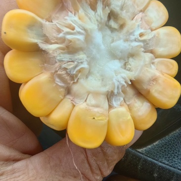 25万斤玉米预售***********