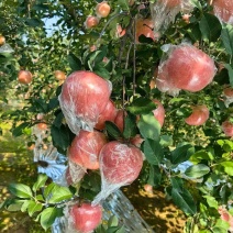 山西万荣纸加膜苹果！国家地理标志产品，黄土高原光照足，脆