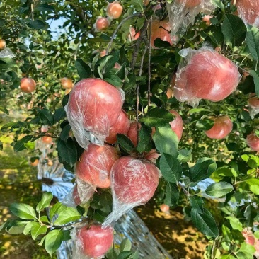 山西万荣纸加膜苹果！国家地理标志产品，黄土高原光照足，脆