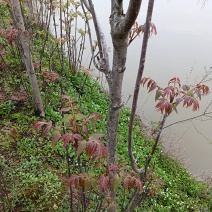 香椿叶