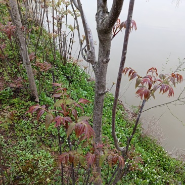 香椿叶